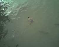 Eine Wasserschildkröte