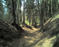 Waldweg Bild 3